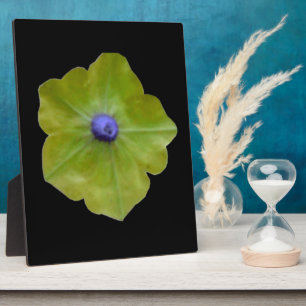Petunia Green en Blue Plaque Fotoplaat