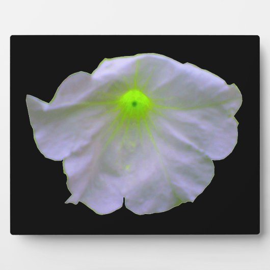 Petunia Green Glow Plaque Fotoplaat (Voorkant)