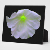 Petunia Green Glow Plaque Fotoplaat (Zijkant)