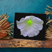 Petunia Green Glow Plaque Fotoplaat (Zijkant)