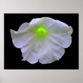 Petunia Green Glow Poster (Voorkant)