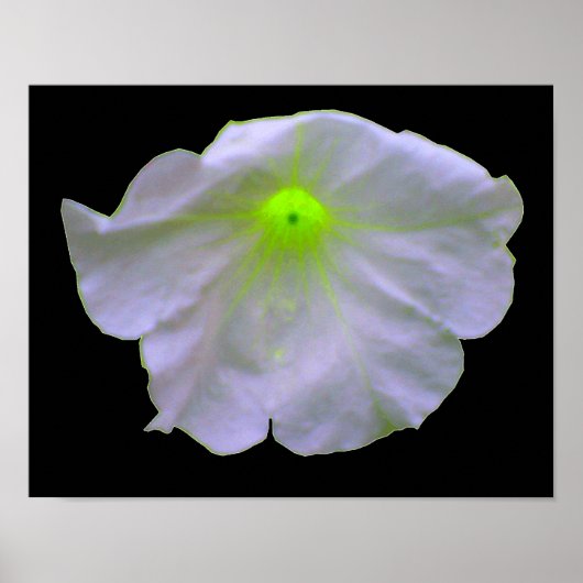 Petunia Green Glow Poster (Voorkant)