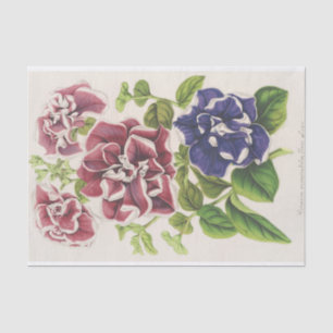 Pétunia Inimitabilis (Hybride), Flore Pleno Tissuepapier
