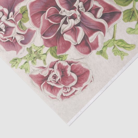 Pétunia Inimitabilis (Hybride), Flore Pleno Tissuepapier (Detail)