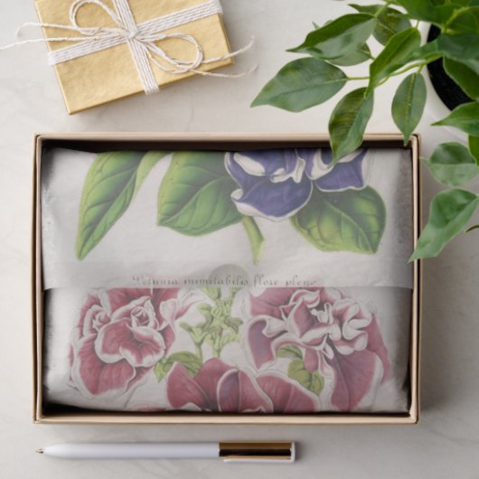 Pétunia Inimitabilis (Hybride), Flore Pleno Tissuepapier (Geschenk)