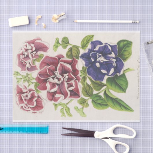 Pétunia Inimitabilis (Hybride), Flore Pleno Tissuepapier (Craft)