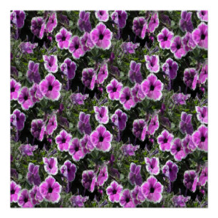 Petunia Land... Perfect Poster