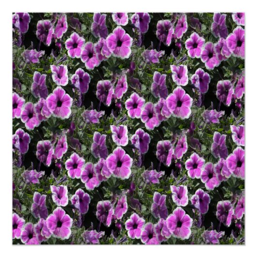 Petunia Land... Perfect Poster (Voorkant)