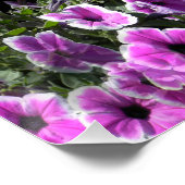 Petunia Land... Perfect Poster (Hoek)