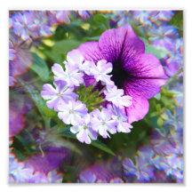 Petunia Paarse & Witte Bloemen Fotografie Print