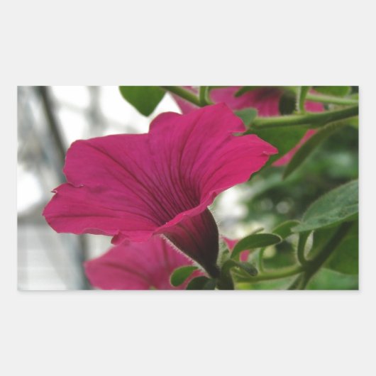 Petunia Rechthoekige Sticker (Voorkant)