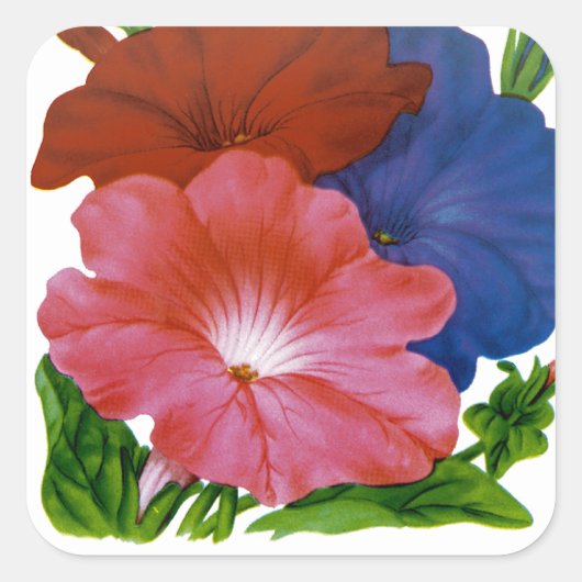 Petunia Seed Packet Vierkante Sticker (Voorkant)