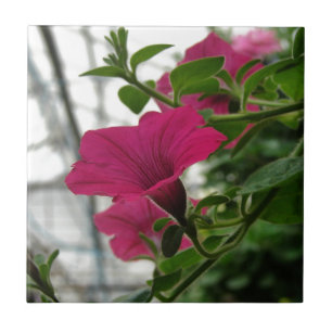 Petunia Tegeltje