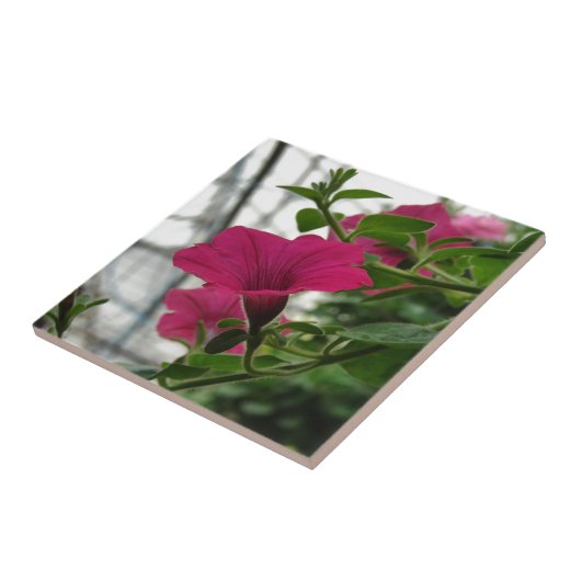 Petunia Tegeltje (Zijkant)