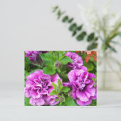 Petunia Tumbelina Julia Briefkaart (Staand voorkant)