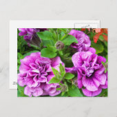 Petunia Tumbelina Julia Briefkaart (Voorkant / Achterkant)