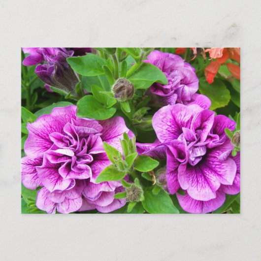 Petunia Tumbelina Julia Briefkaart (Voorkant)