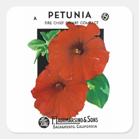 Petunia Vierkante Sticker (Voorkant)