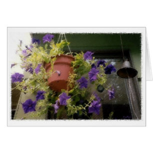 Petunias