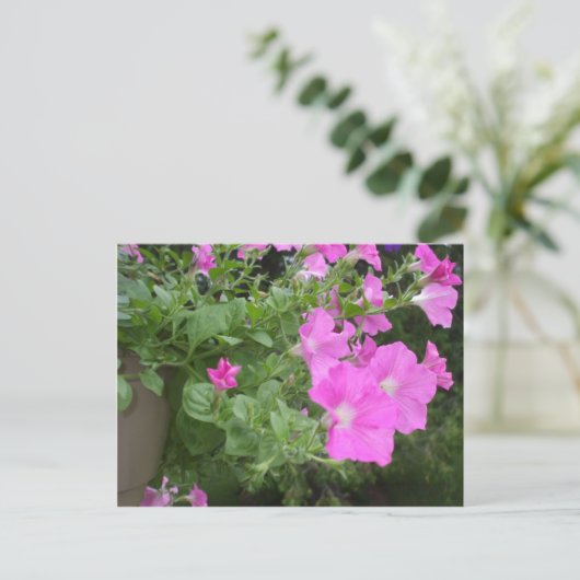  Petunias Briefkaart (Staand voorkant)