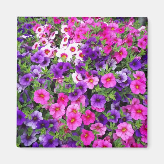 Petunias Magneet (Voorkant)