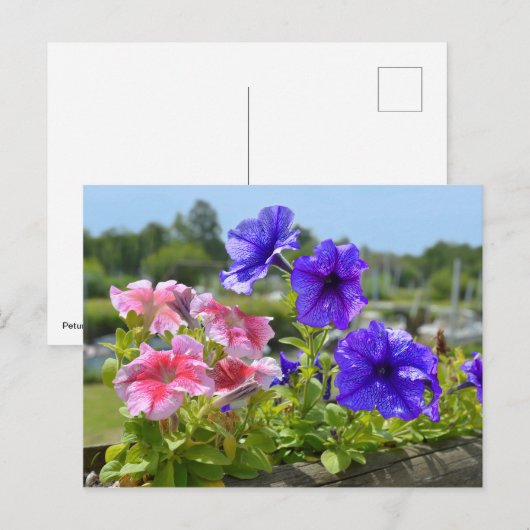 Petunias rood en blauw briefkaart (Voorkant / Achterkant)