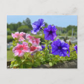 Petunias rood en blauw briefkaart (Voorkant)