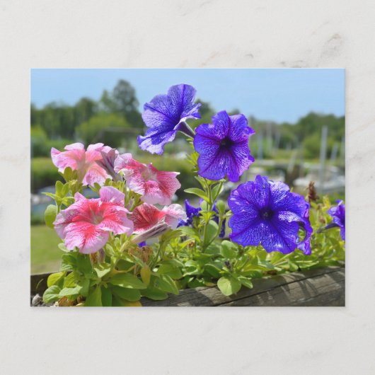 Petunias rood en blauw briefkaart (Voorkant)