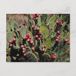 Peuracidocactus, Sonoran-woestijn Briefkaart