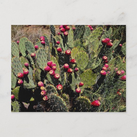 Peuracidocactus, Sonoran-woestijn Briefkaart (Voorkant)