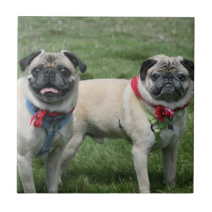 Peuterhonden, keramisch tegels tegeltje