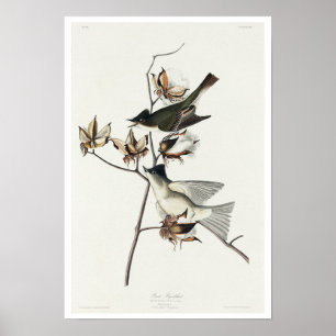 Pewit Flycatcher, Audubon Poster