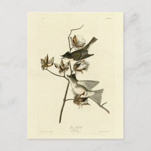Pewit Flycatcher, Phoebe, Audubon Birds of America Briefkaart