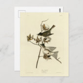 Pewit Flycatcher, Phoebe, Audubon Birds of America Briefkaart (Voorkant / Achterkant)