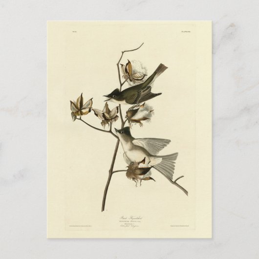 Pewit Flycatcher, Phoebe, Audubon Birds of America Briefkaart (Voorkant)