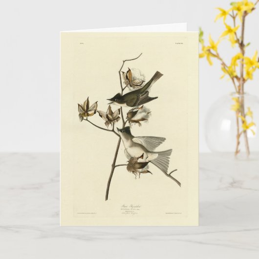 Pewit Flycatcher, Phoebe, Audubon Birds of America Kaart (Gele Bloem)
