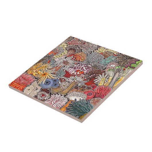 Pez payaso y anémonas tegeltje (Zijkant)