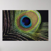 Pfauenfeder Poster (Voorkant)