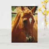 Pferde, Alles Gute Zum Geburtstag Kaart (Gele Bloem)