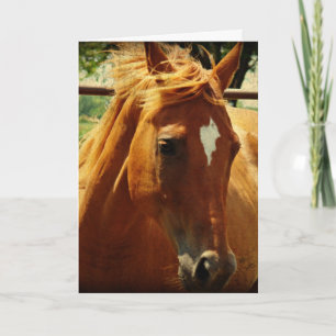 Pferde, Alles Gute Zum Geburtstag Kaart