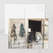 Pferde Briefkaart (Voorkant / Achterkant)