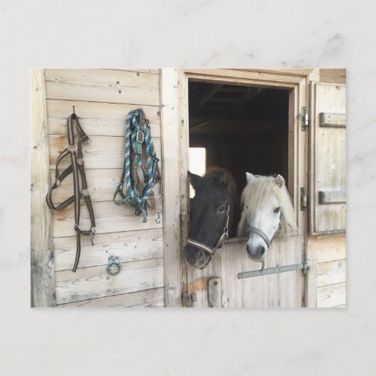 Pferde Briefkaart (Voorkant)