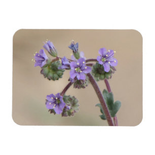 Phacelia Paarse Wildbloemen Magneet