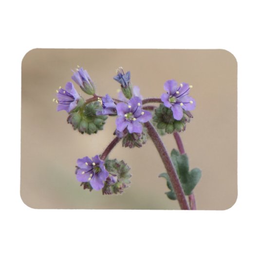 Phacelia Paarse wilde bloemen Magneet (Horizontaal)