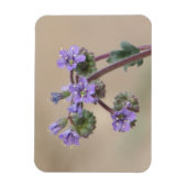 Phacelia Paarse wilde bloemen Magneet (Verticaal)