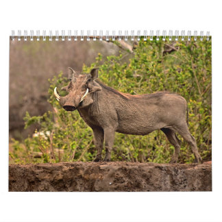 Phacocher Calendar Warthog-kalender Kalender