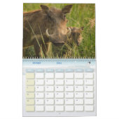 Phacocher Calendar Warthog-kalender Kalender (Feb 2026)