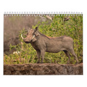 Phacocher Calendar Warthog-kalender Kalender (Hoes)