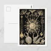 Phaeodaria | 61 Goud | Ernst Haeckel | Briefkaart (Voorkant / Achterkant)