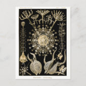 Phaeodaria | 61 Goud | Ernst Haeckel | Briefkaart (Voorkant)